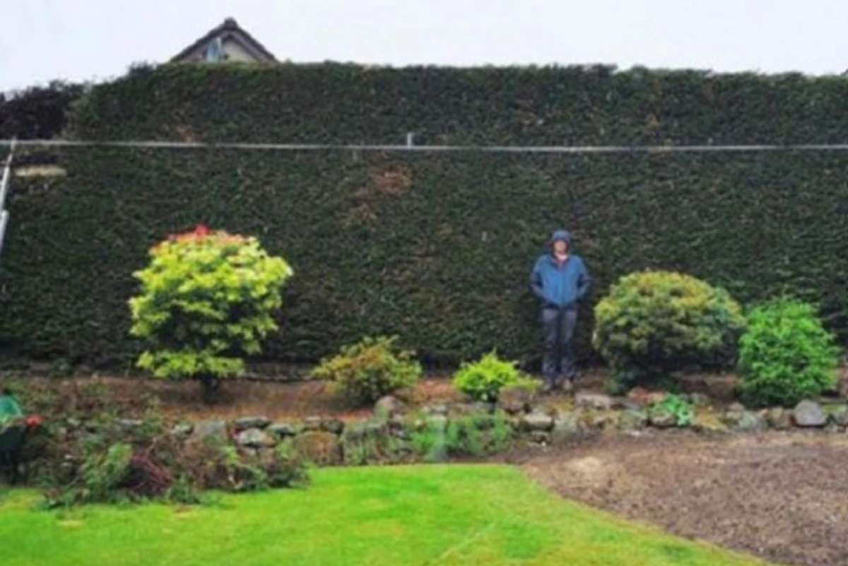 Hedge row forces council to intervene after neighbour left 'tearful' over 'ugly' foliage