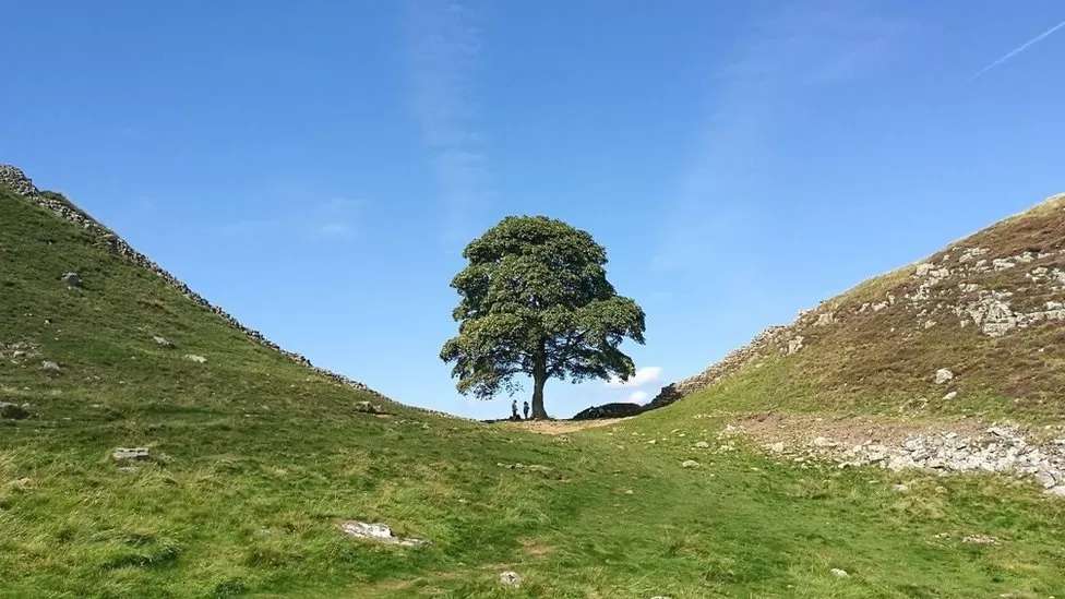 Sycamore Gap: Man in his 60s bailed over tree felling