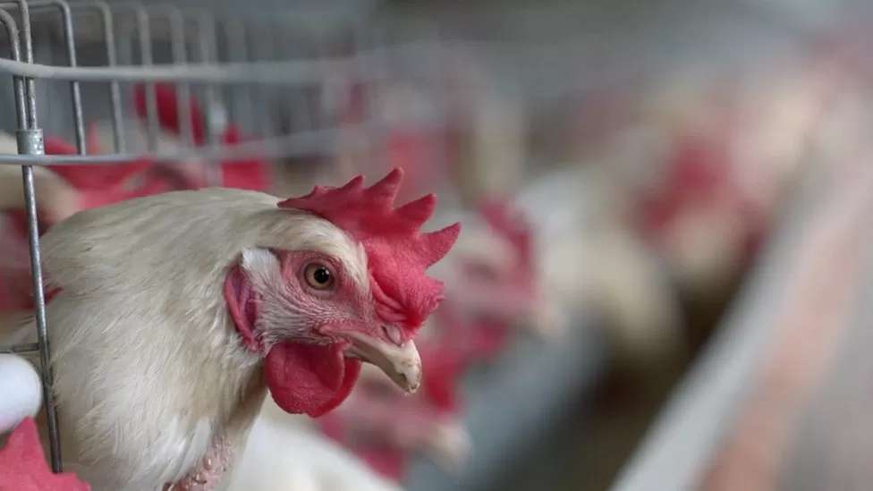South Africa egg shortage: How poultry products became a hot commodity