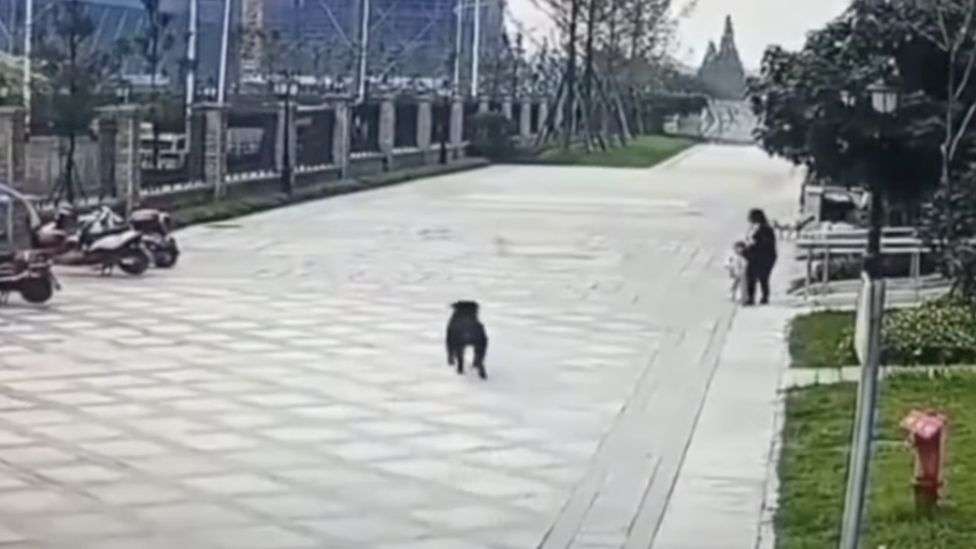China toddler mauling prompts crackdown on dogs