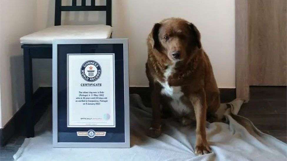 Bobi, the world's oldest dog ever, dies aged 31