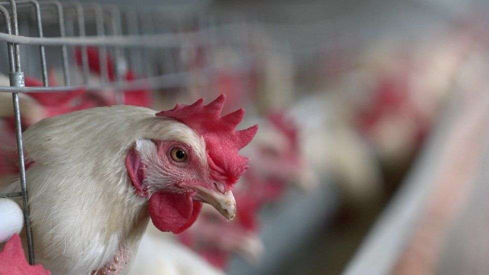 KFC shuts Lesotho stores over South Africa bird flu