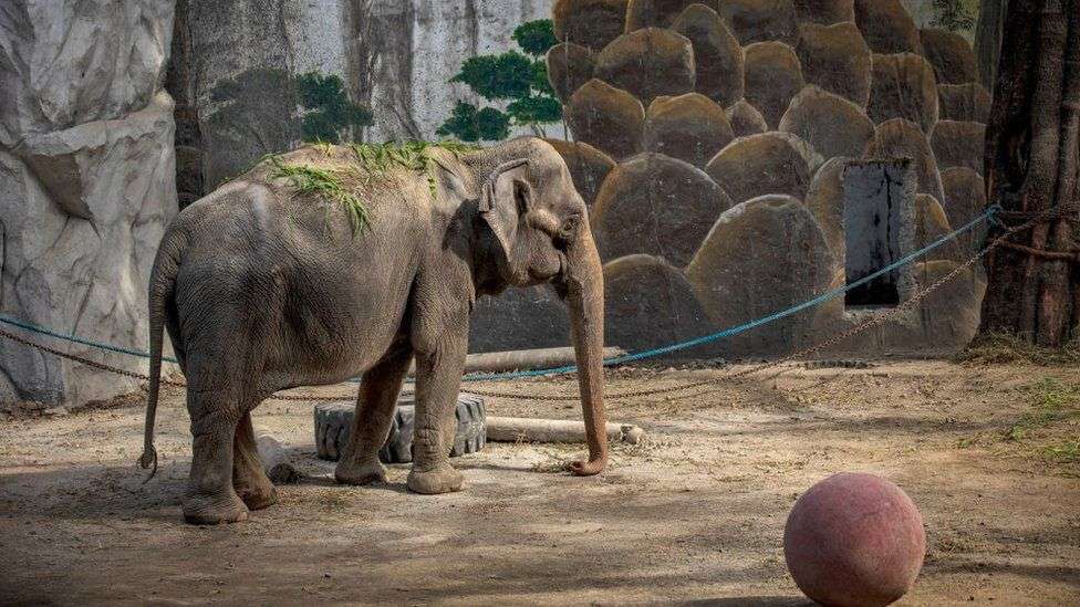 Philippines: World's 'saddest' elephant dies in Manila zoo