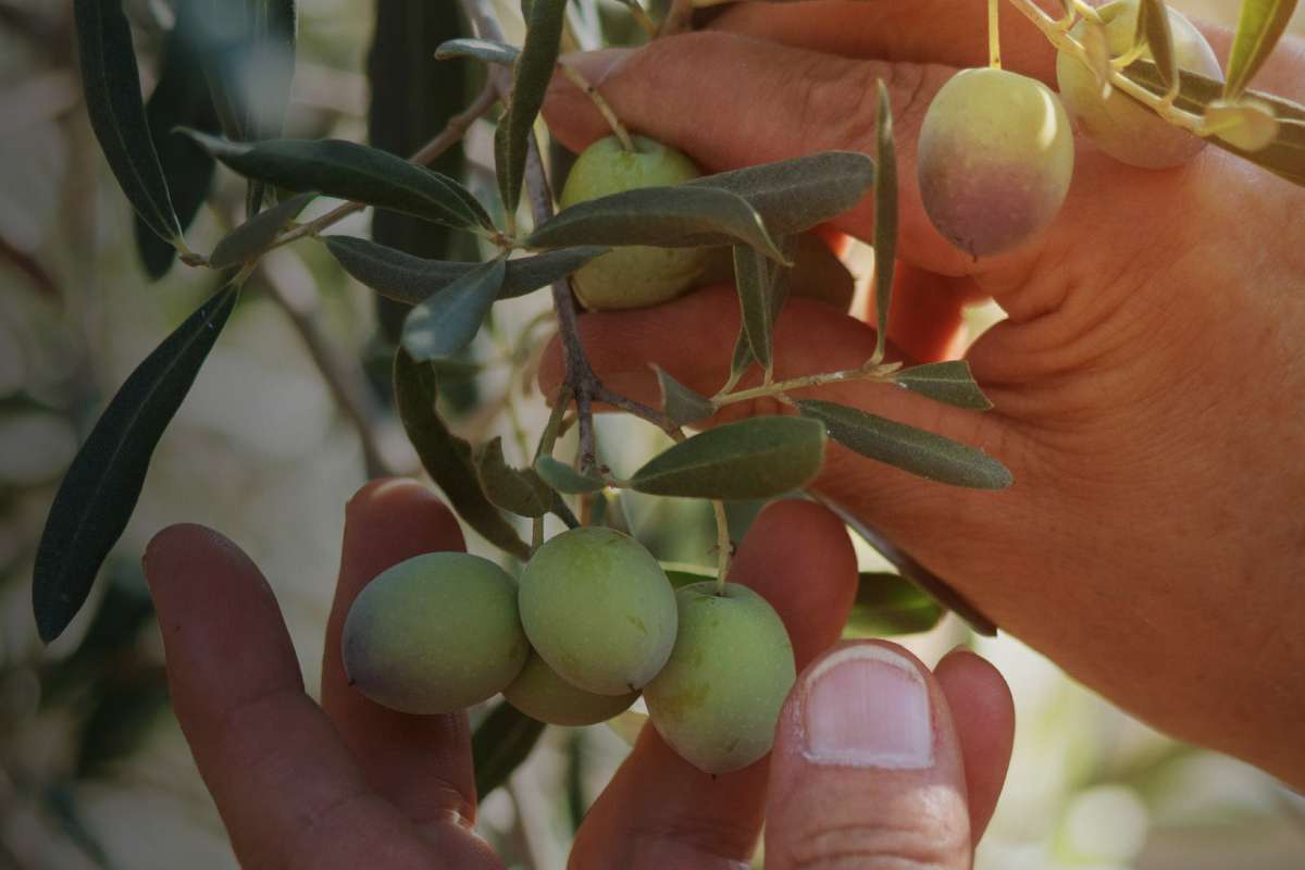 Olive oil price skyrockets as Spanish drought bites
