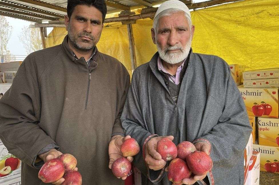 Why you may not get Kashmir's famed apples easily