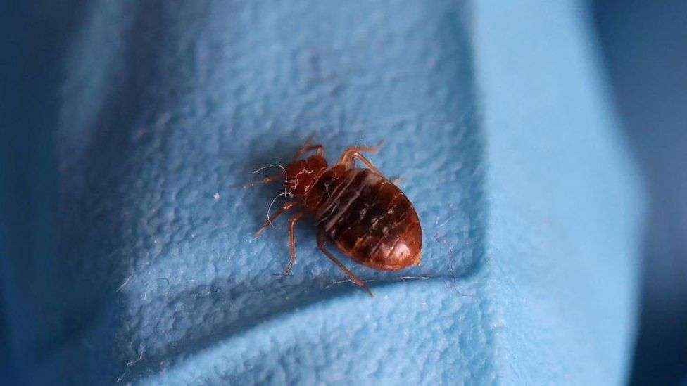 Two arrested in France over alleged bedbug scam