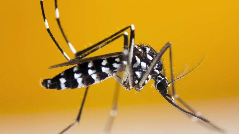Mosquito-borne disease risk looms for UK - study