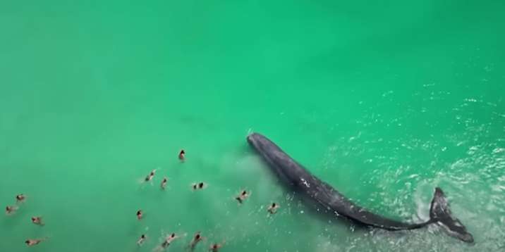 Whale filmed swimming with Australian beachgoers dies after stranding
