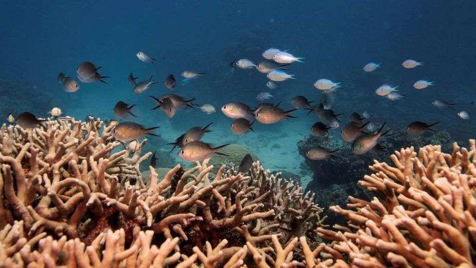 Coral islands in Australia at risk of disappearing