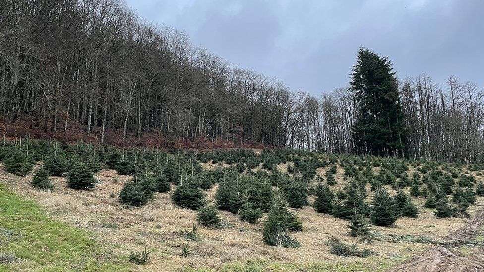 France split over environmental effects of Christmas trees