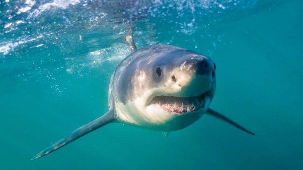 South Africa's shark spotters back in action as great whites return