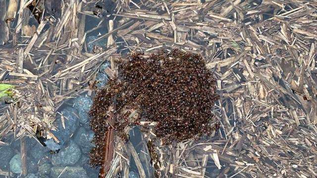 Australia floods: Deadly fire ants form 'flood rafts' to spread
