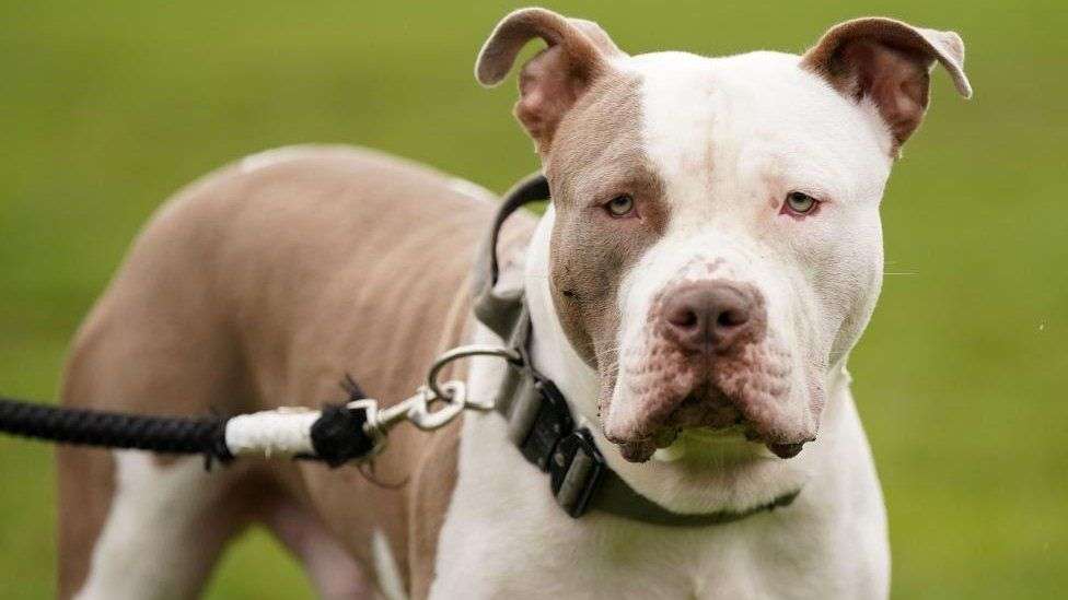 XL bully dogs: Some owners could flout new laws - RSPCA