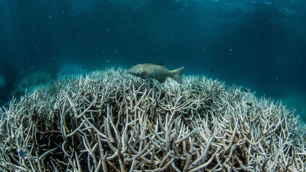 Great Barrier Reef: New mass bleaching event hits World Heritage site