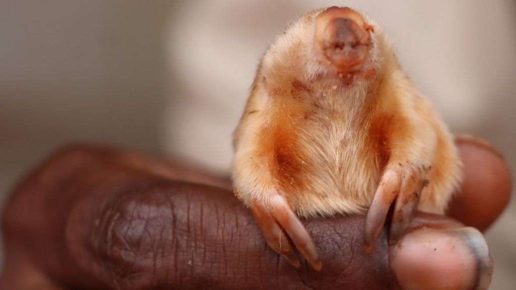 Northern marsupial mole: Rare blind creature photographed in Australian outback