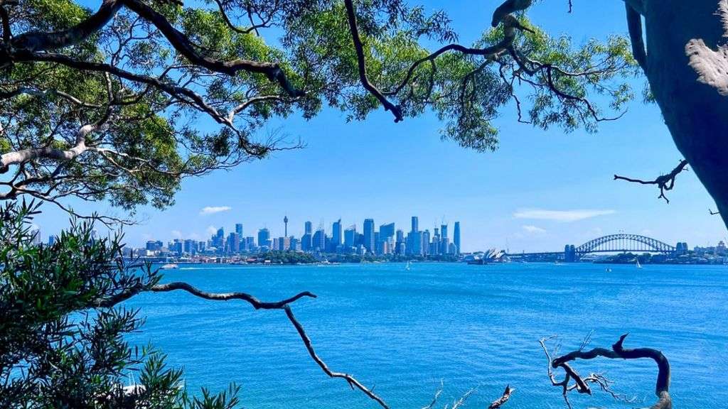 Sydney's tree wars: Greed and harbour views fuel vandalism
