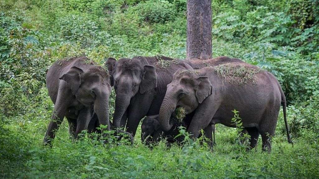 Tamil Nadu: These elephants are dying on rail tracks - can AI save them?