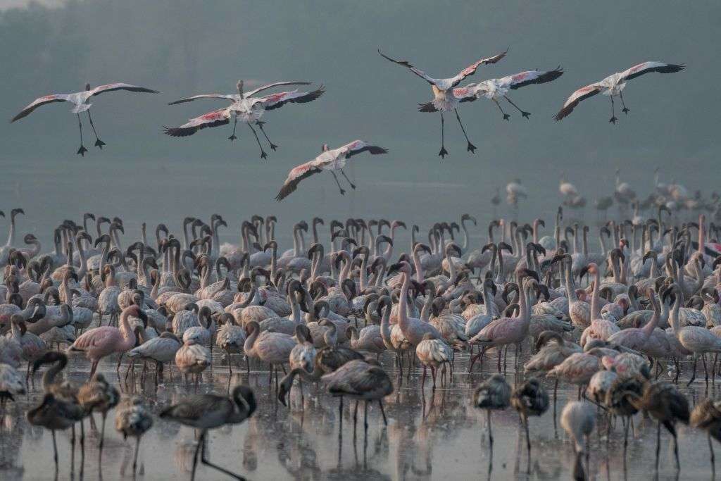 Dozens of flamingos dead after plane hits them in Mumbai