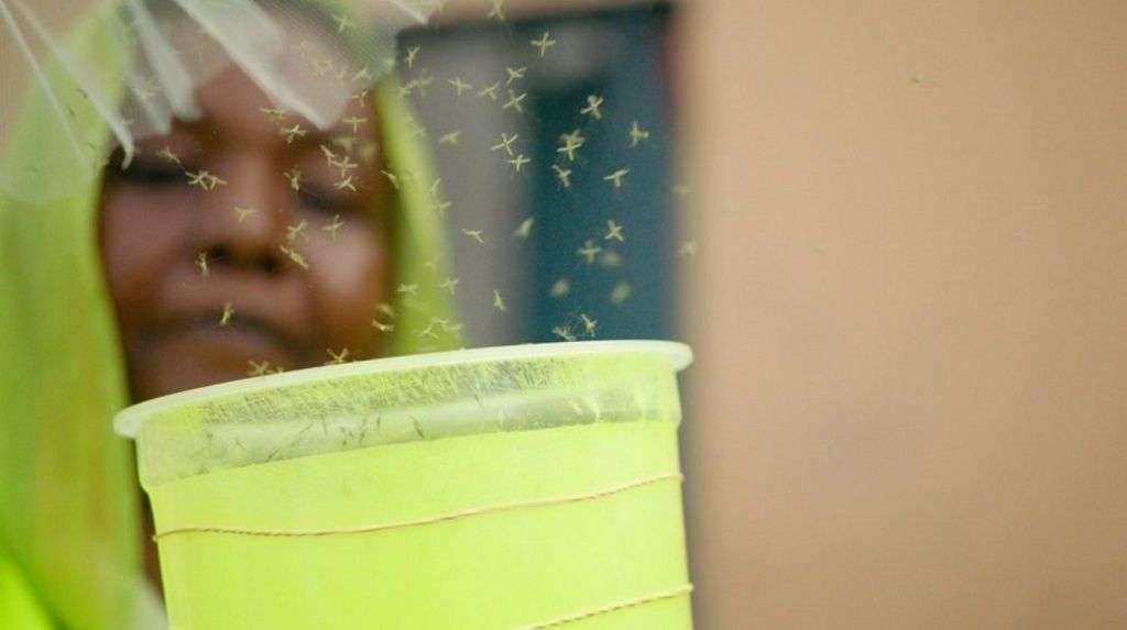 GMO mosquitoes released in Djibouti to fight malaria