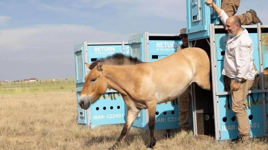Wild horses return to Kazakh plain after centuries