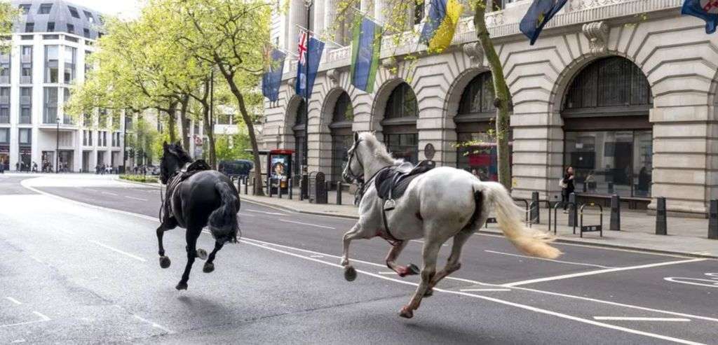 Military horses run loose again in central London