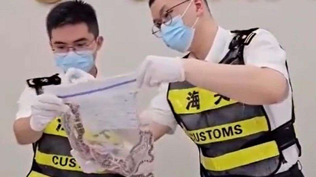 Man caught smuggling 100 snakes in his trousers