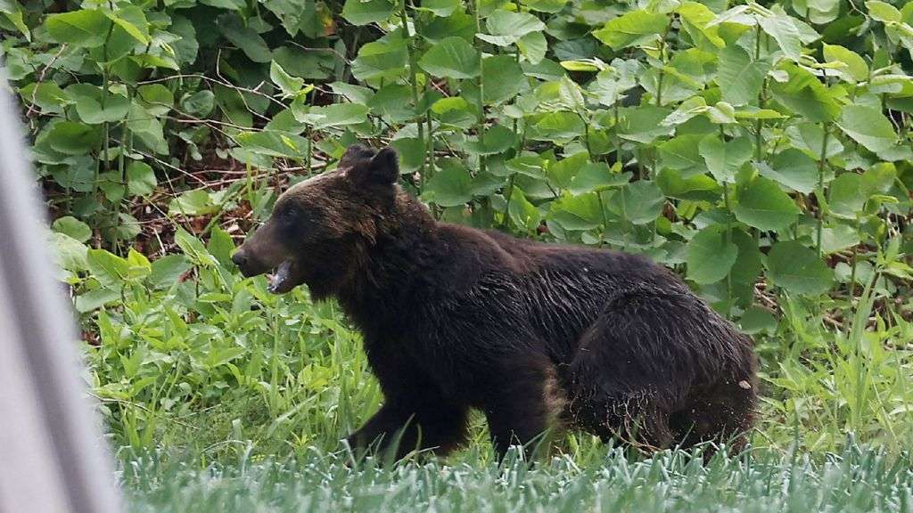 Japan wants to make it easier to shoot bears as attacks rise