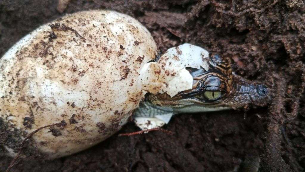 Near-extinct crocodiles make comeback in Cambodia