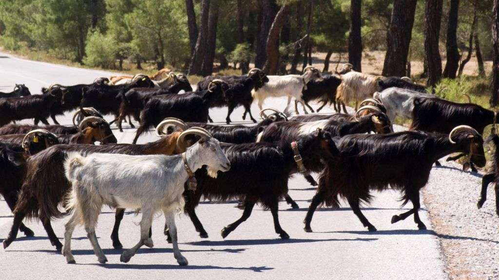 Greece imposes restrictions to tackle 'goat plague'