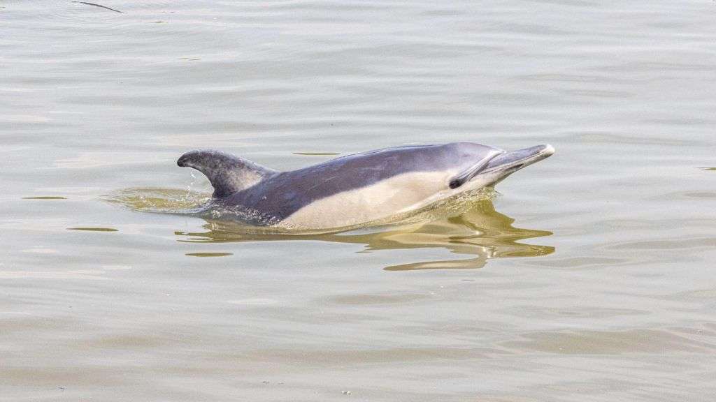 Dolphin spotted in River Thames in west London