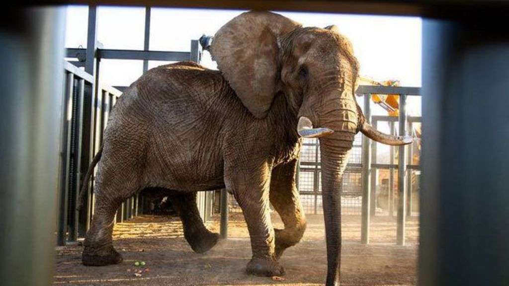 Last elephant at South African zoo freed after 40 years