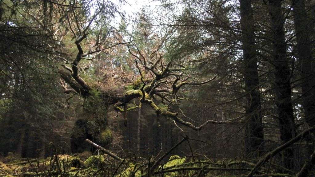 Ancient oaks compete for Tree of the Year