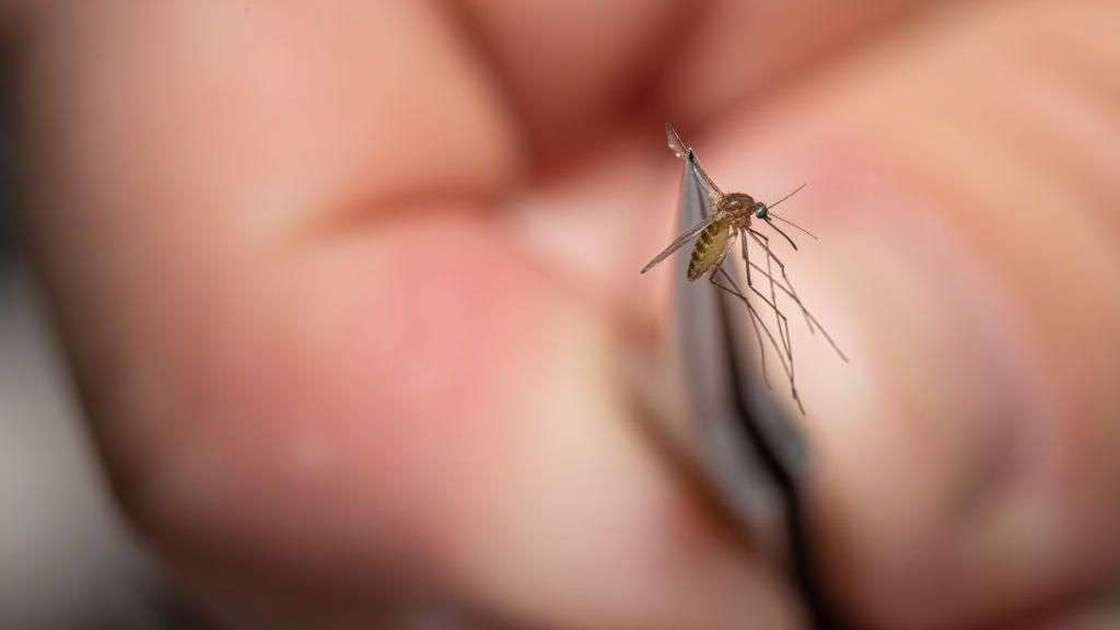 'Very serious' mosquito virus prompts US towns to close parks