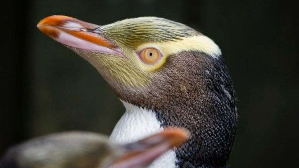 Rare shy penguin wins NZ bird of the year election