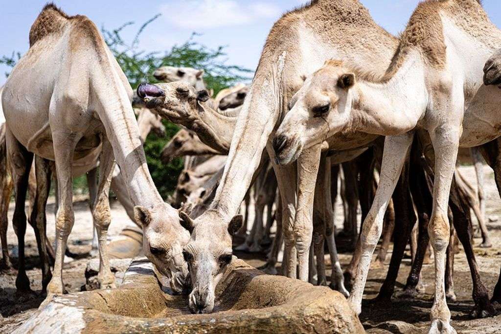 Climate change is turbo-charging Somalia’s problems - but there's still hope