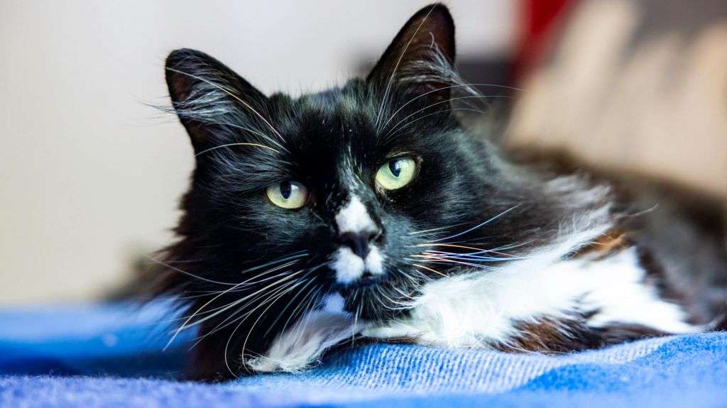 Safe house pet Marley wins cat of the year award