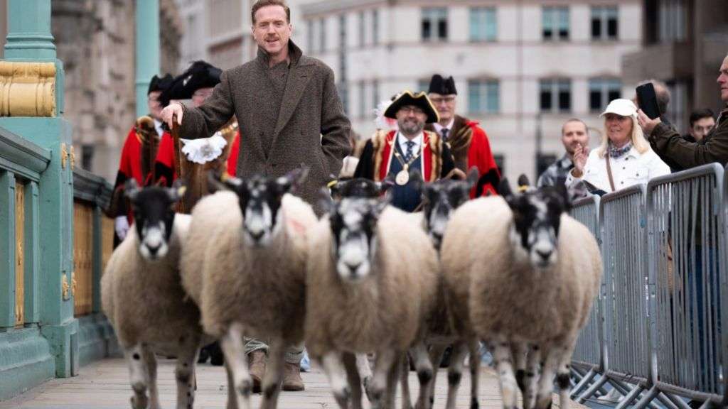 Hollywood star shepherds sheep over London bridge