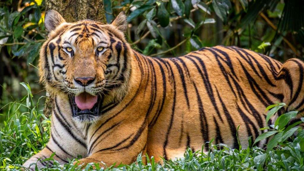 Dozens of tigers dead after bird flu hits Vietnam zoos