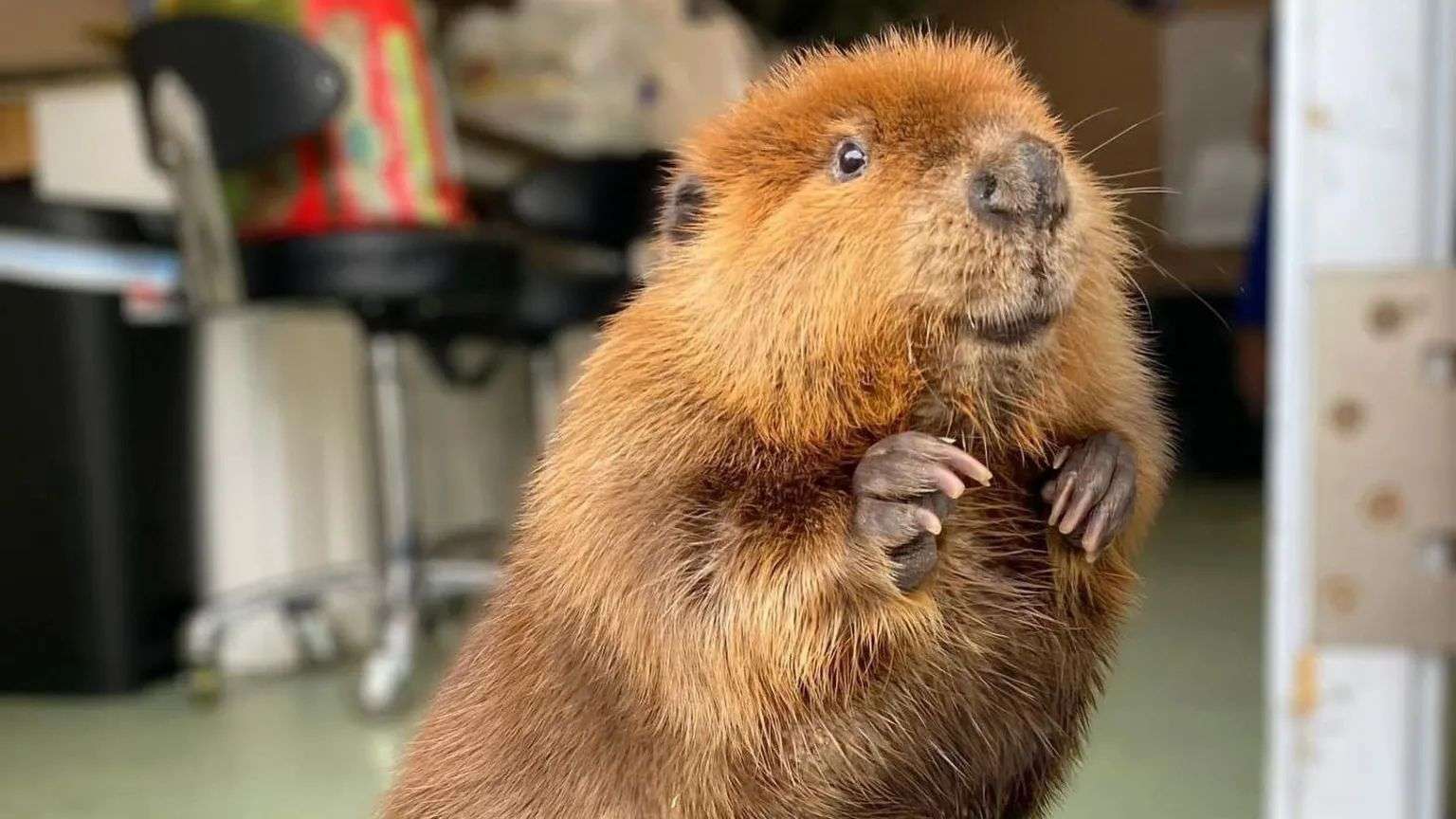 Nibi the 'diva' beaver allowed to stay at wildlife rescue center