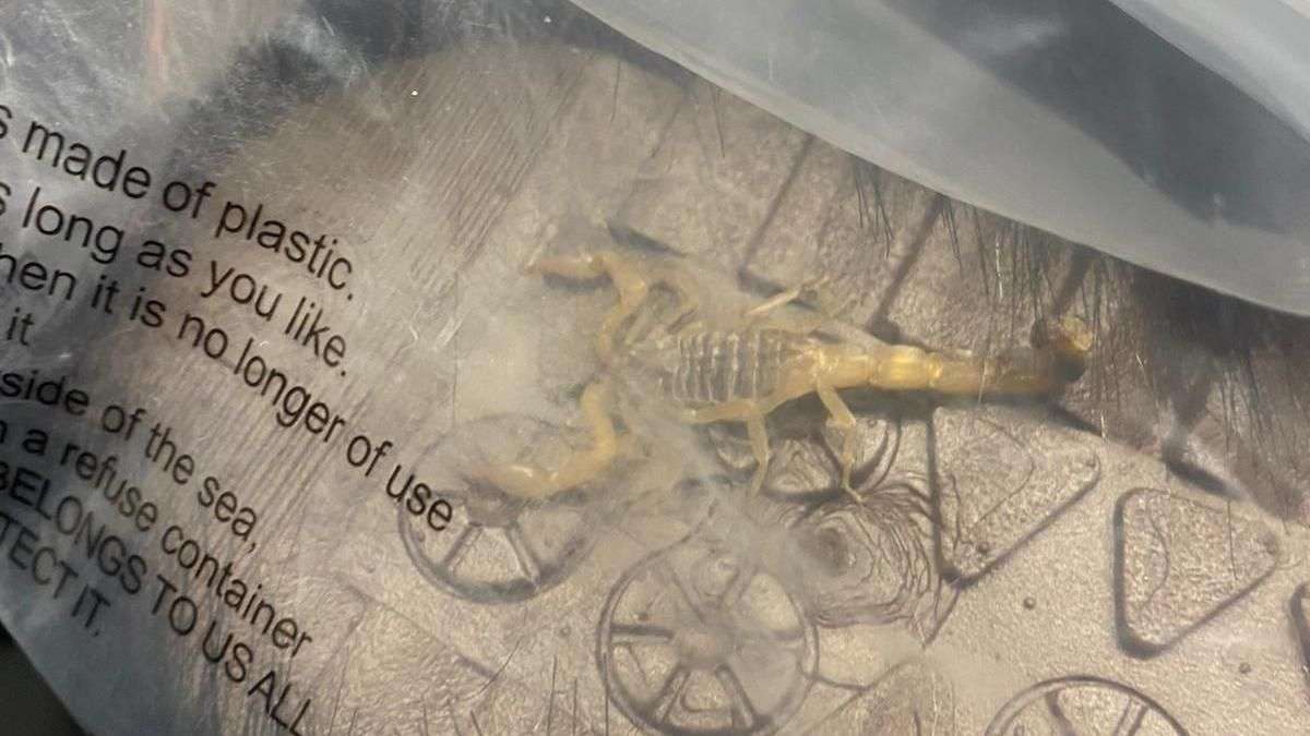 Student finds scorpion crawling inside Shein parcel