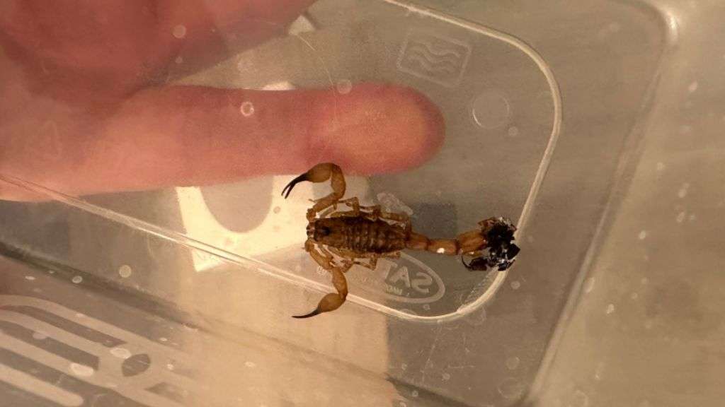 Stowaway creatures on the rise in UK, expert warns