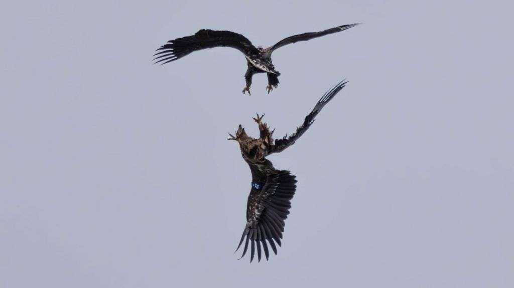 Rare white-tailed eagles thrill nature lovers