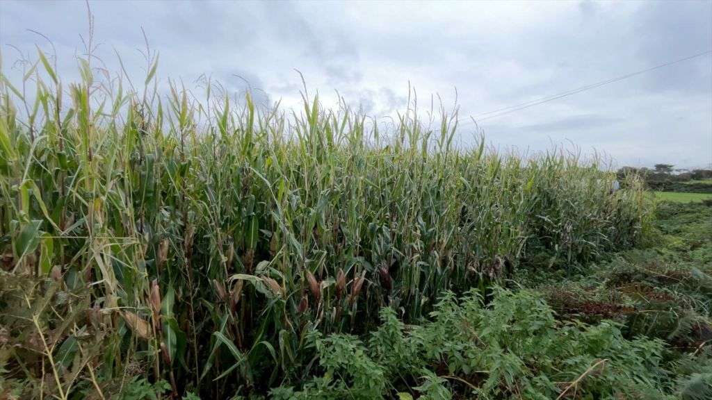 Mixed summer weather leads to some 'bumper crops'