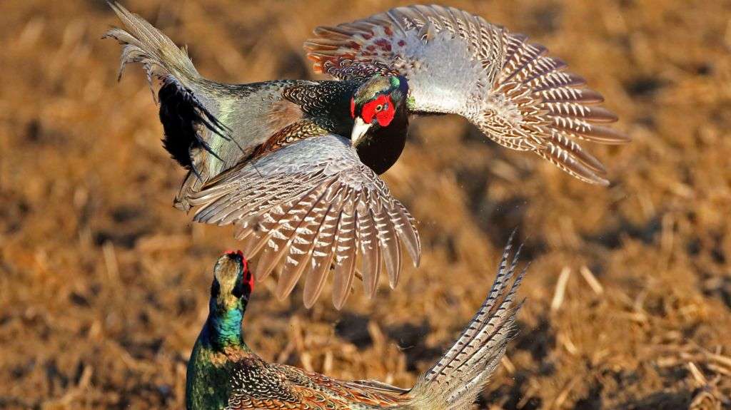 Increased risk after pheasants found with bird flu