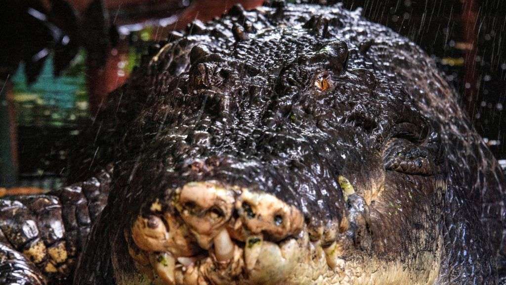 World's largest crocodile in captivity dies