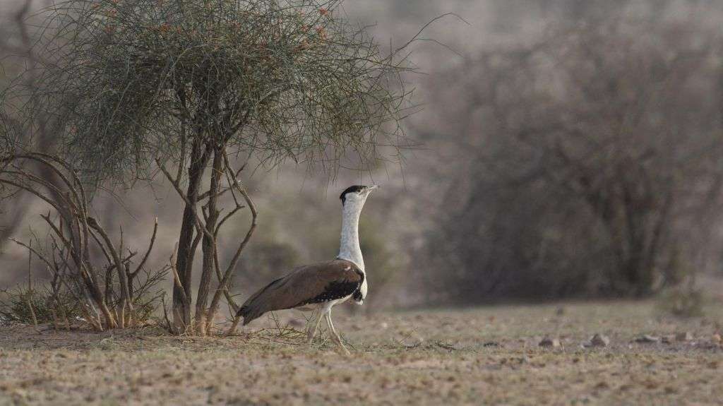 Indian experts hail breakthrough in bid to save huge native bird