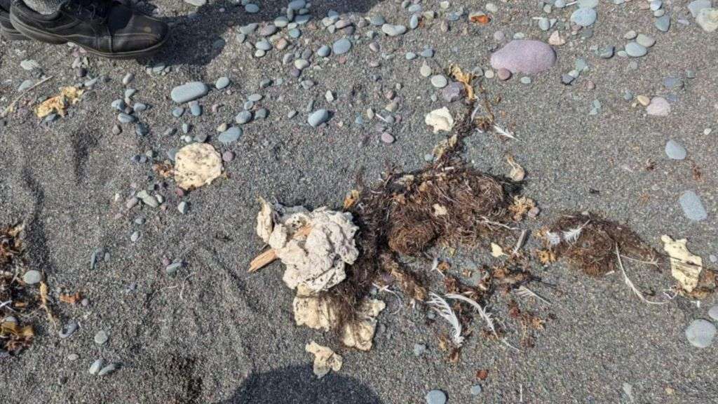 Mystery solved behind blobs washing ashore in Canada