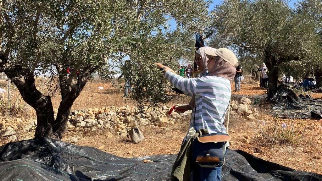 Palestinian olive harvest under threat from Israeli attacks and restrictions