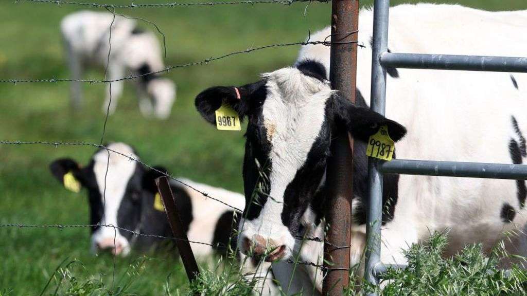 US orders bird flu testing of national dairy supply