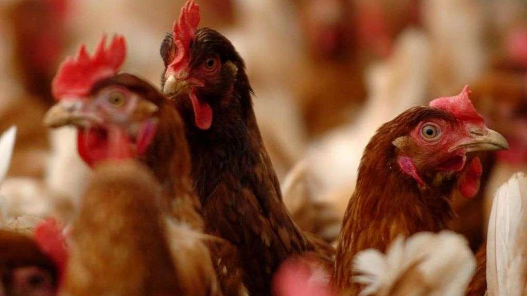 Bird flu restrictions imposed across four counties